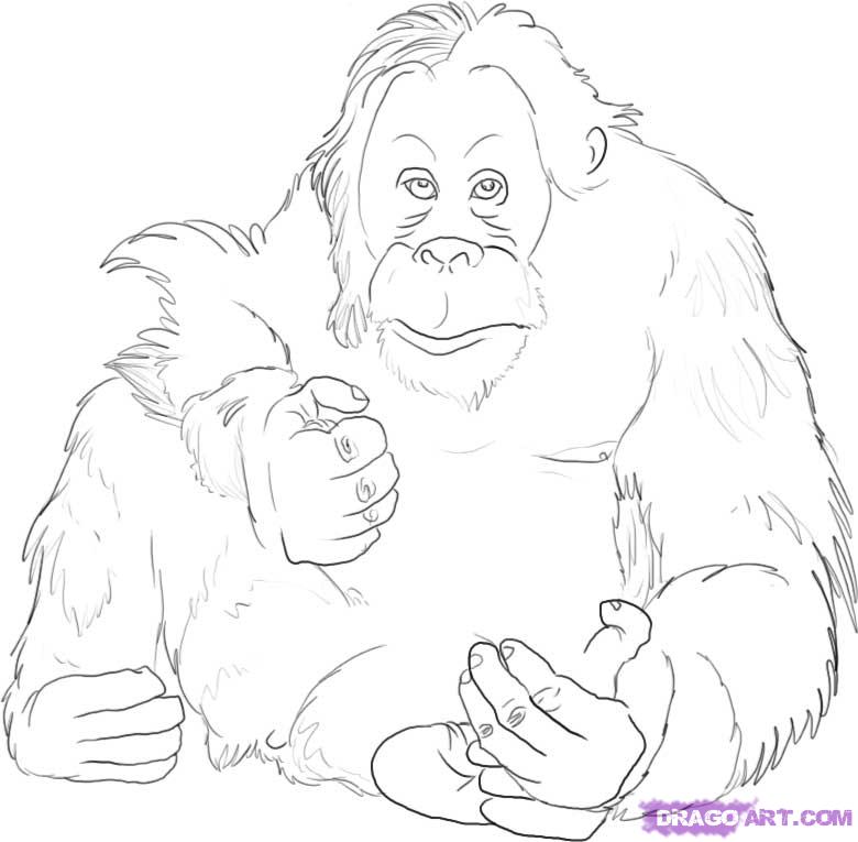 780x765 Orangutan Coloring Pages