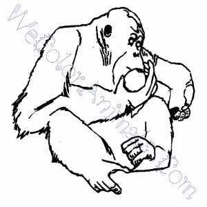 300x300 Orangutan Coloring Pages