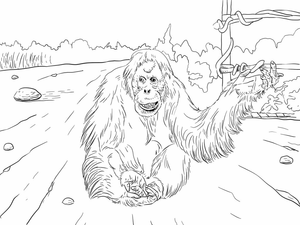 1024x768 Sumatran Orangutan For Coloring Page Throughout