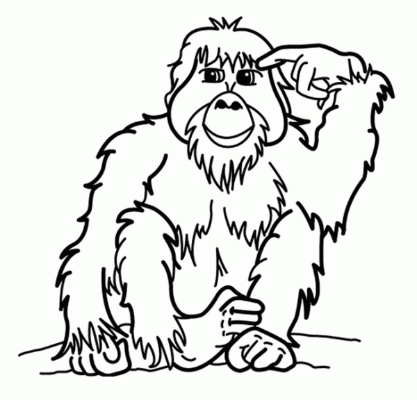 600x576 The Best Orangutan Coloring Pages