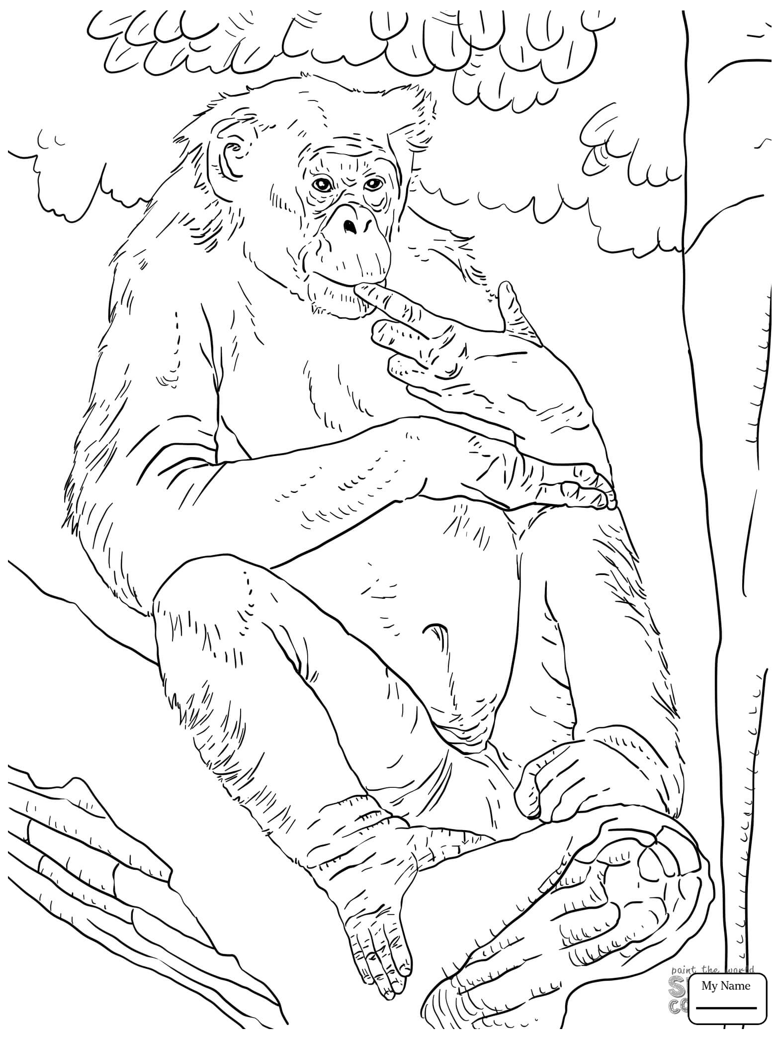1567x2089 Two Orangutan Coloring Pages Download And Print Page Friends