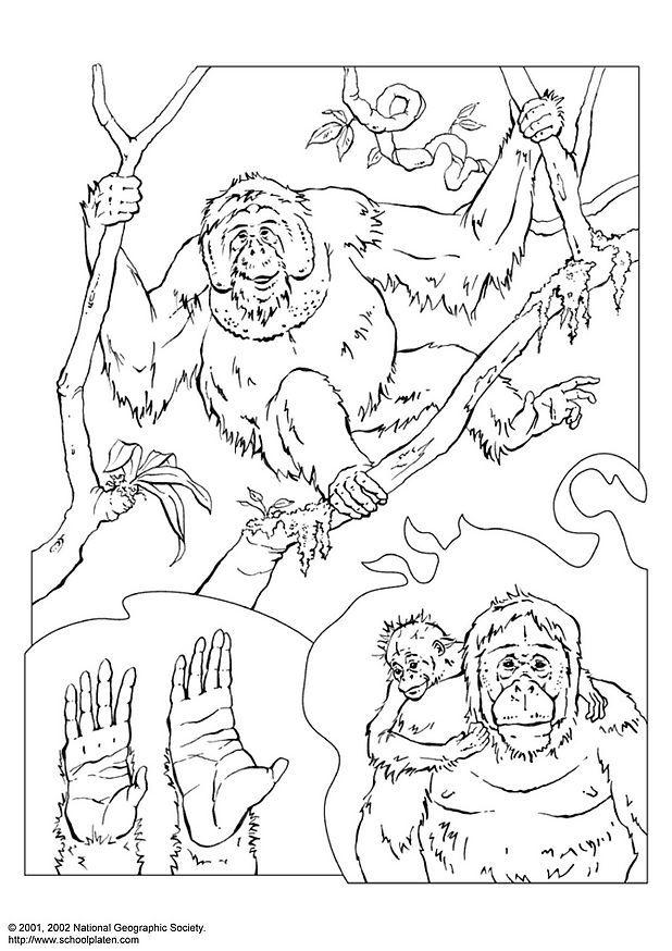 618x874 Coloring Page Orangutan