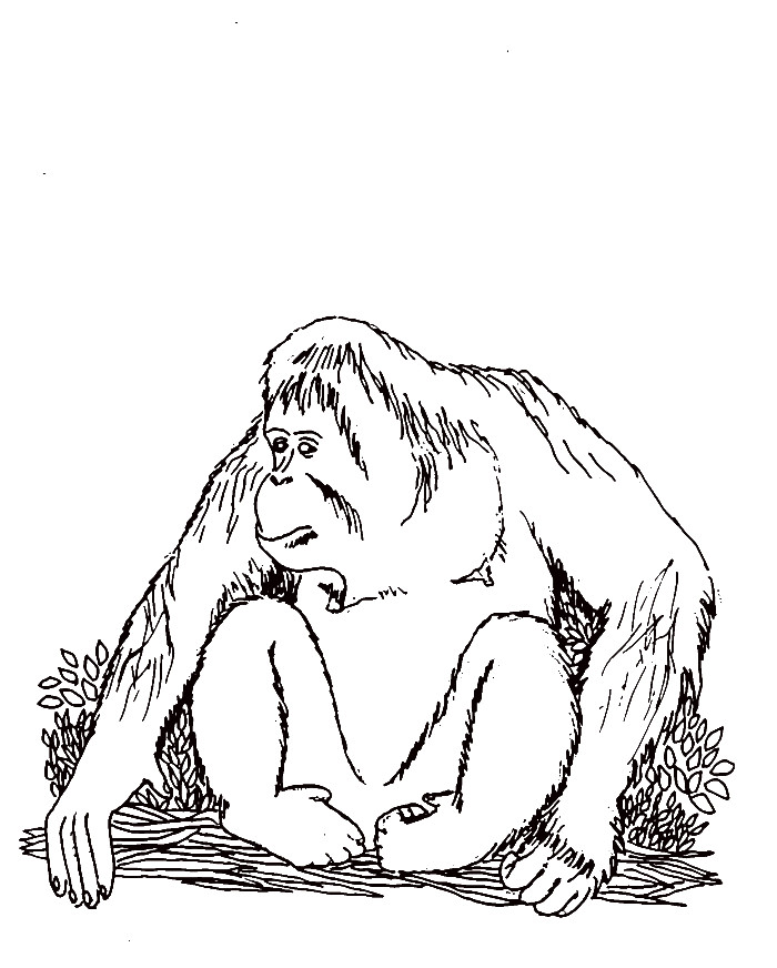 700x872 Extinct Animals Coloring Pages Elegant Velociraptor Is A Meat