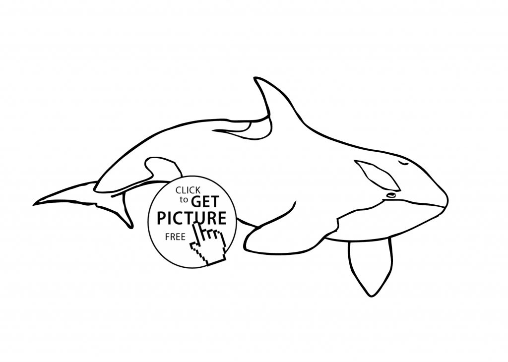 1024x730 Killer Whale Coloring Pages