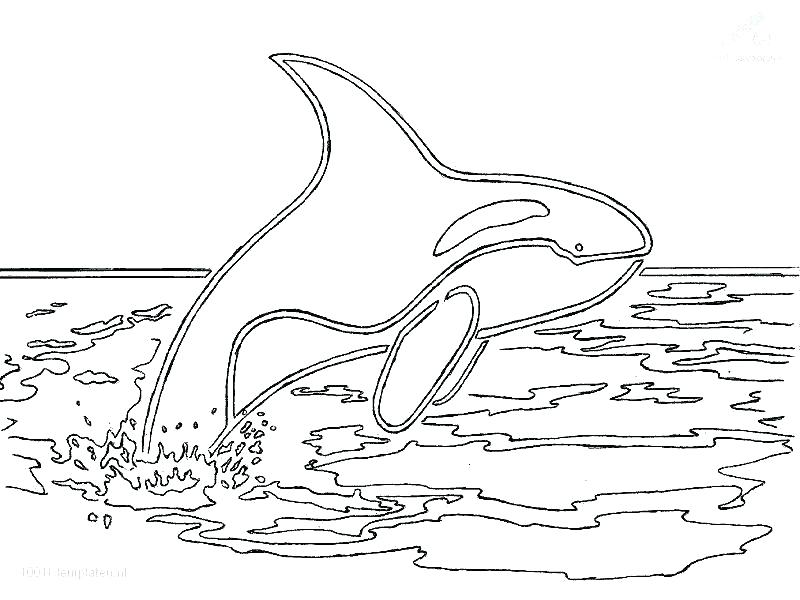 800x600 Orca Coloring Pages Printable