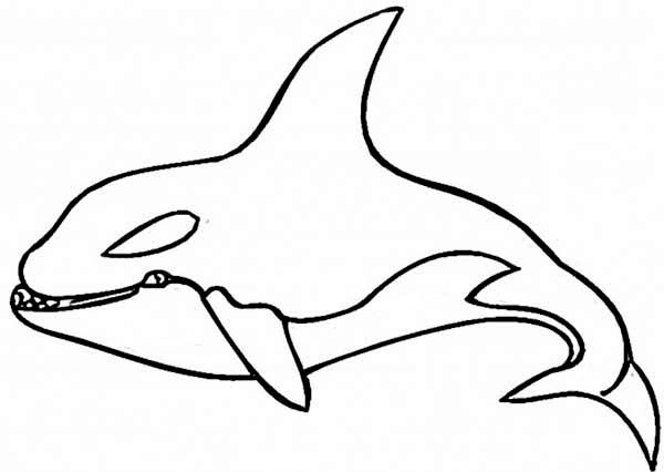 600x426 Coloring Page Shark Killer Whale Coloring Pages