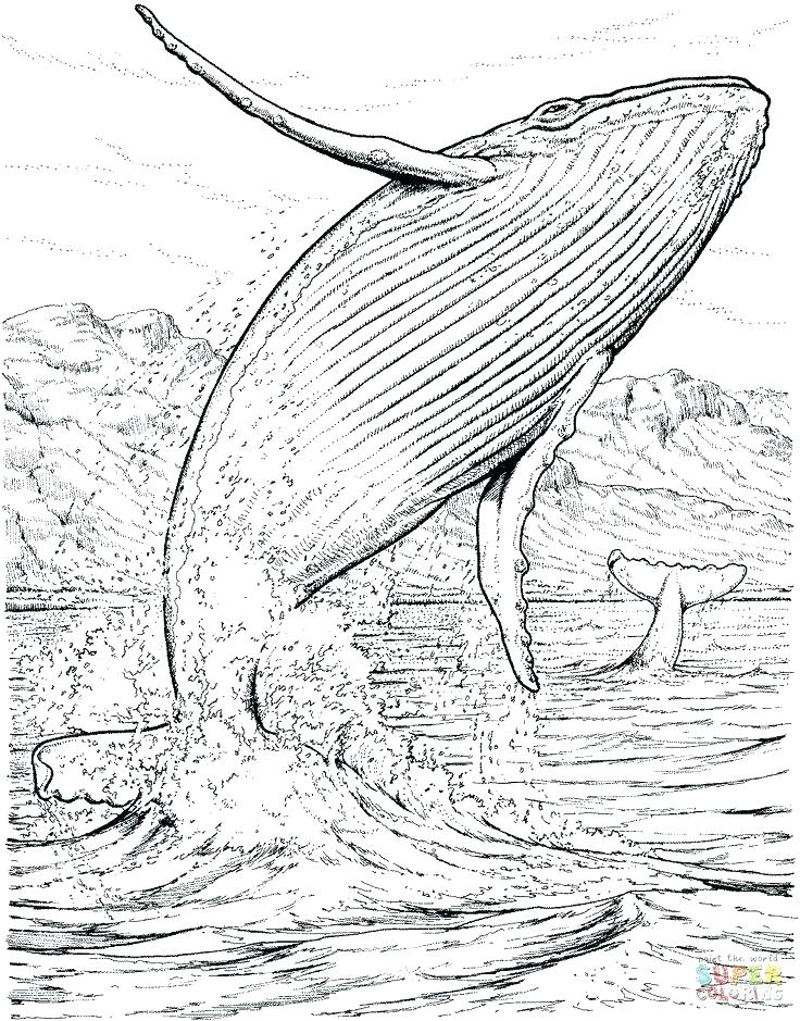 736x939 Marine Biology Coloring Book Marine Biology Coloring Book Also