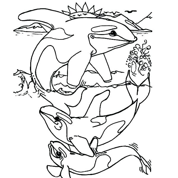 600x600 Orca Coloring Pages Whale Killer Whale Coloring Page Coloring