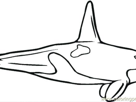 440x330 Coloring Page Killer Whale Or Coloring Page Free Free Coloring