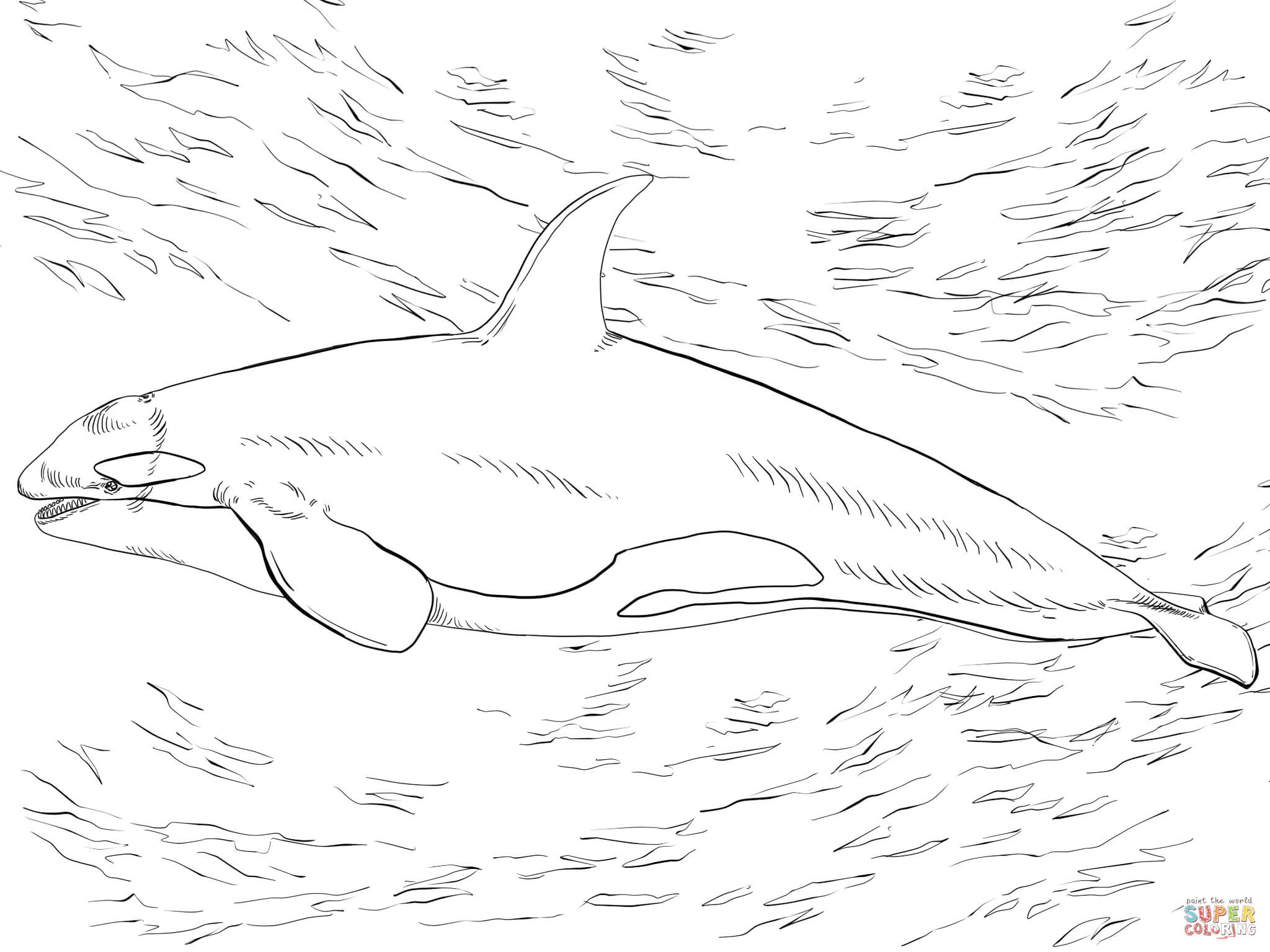 2048x1536 Unusual Killer Whale Coloring Pages Orca Page Free Printable