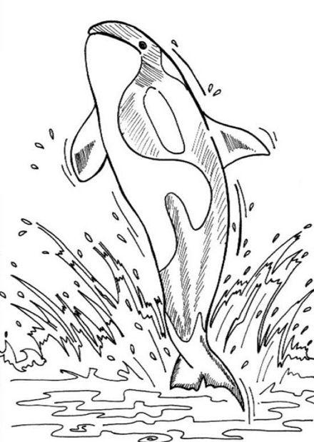 440x620 Whale Coloring Pages