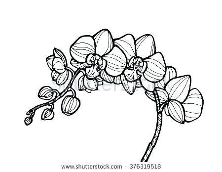 450x348 Orchid Coloring Pages Free Orchid Coloring Page Free Printable