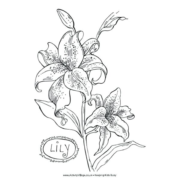 600x600 Orchid Coloring Pages Lily Coloring Sheet Orchids Coloring Pages