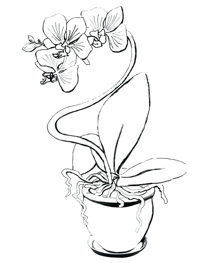 750x1000 Orchid Coloring Pages Orchid Flower Coloring Pages Orchid