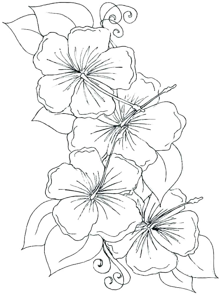 750x1000 Orchid Coloring Pages Orchids Coloring Page Orchid Coloring