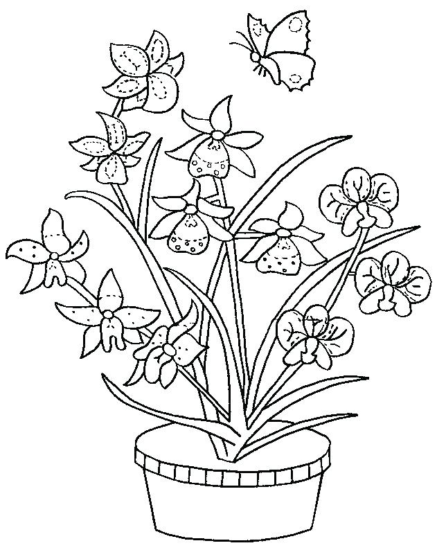631x794 Orchid Coloring Pages Printable Orchid Coloring Pages