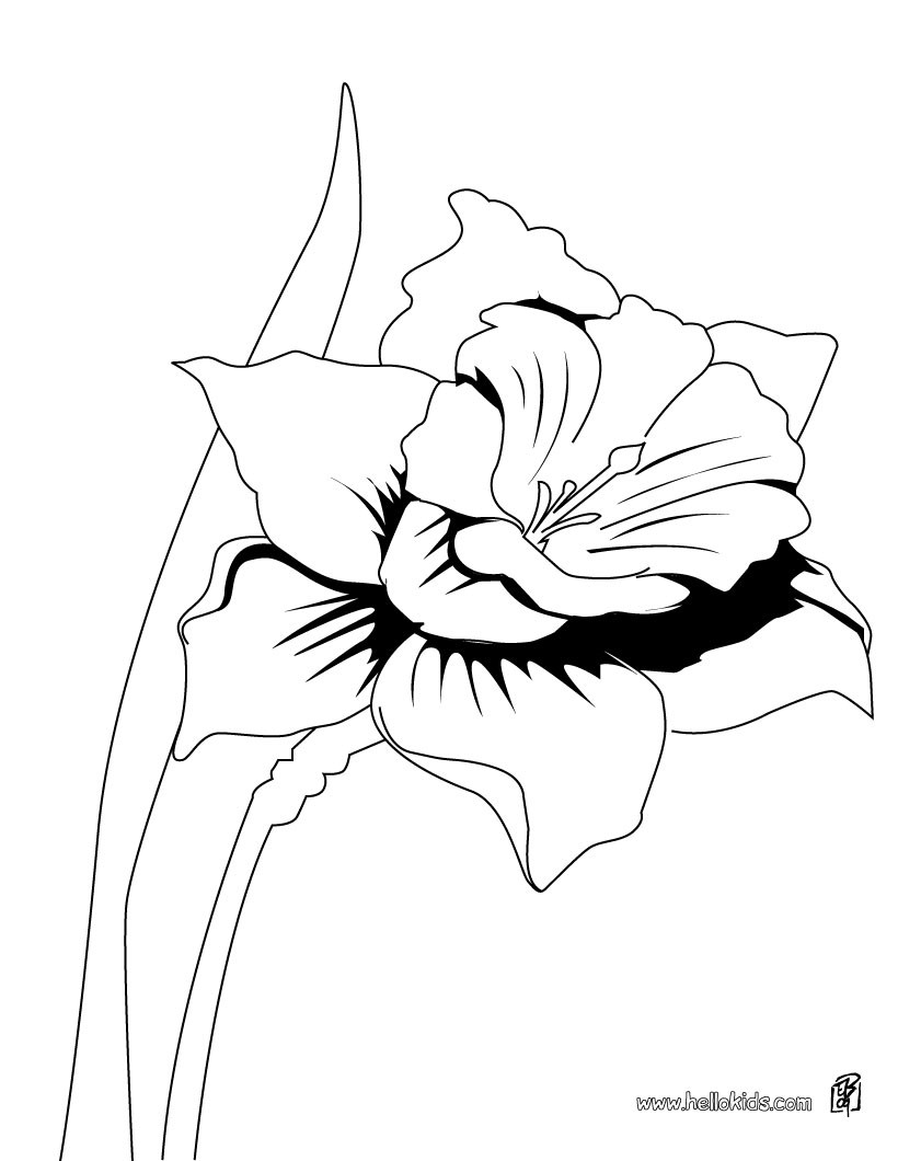 820x1060 Orchid Coloring Pages