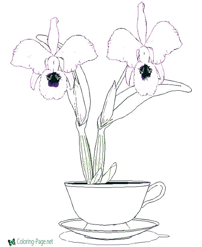 670x820 Flower Coloring Pages Orchid In Cup