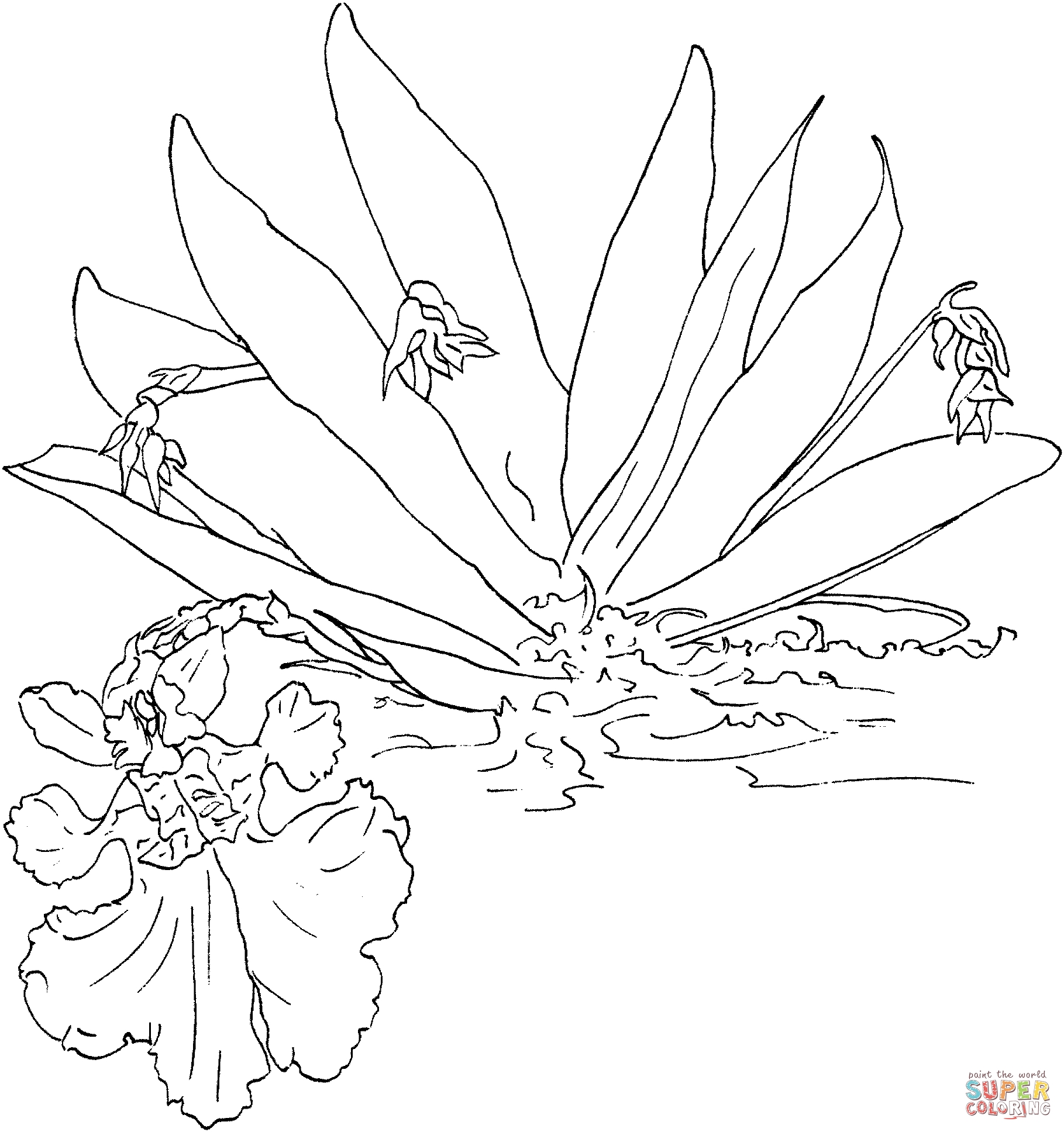 1819x1936 Fresh Orchid Flower Coloring Sheet Gallery Printable Coloring Sheet
