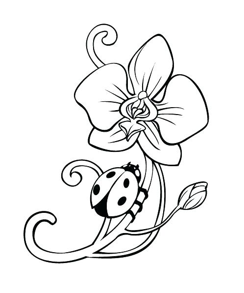 498x596 Hibiscus Flower Coloring Pages Orchid Coloring Pages Orchid