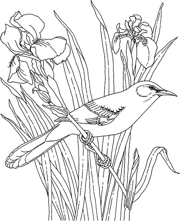 600x738 Mockingbird And Beautiful Orchid Coloring Pages Color Luna