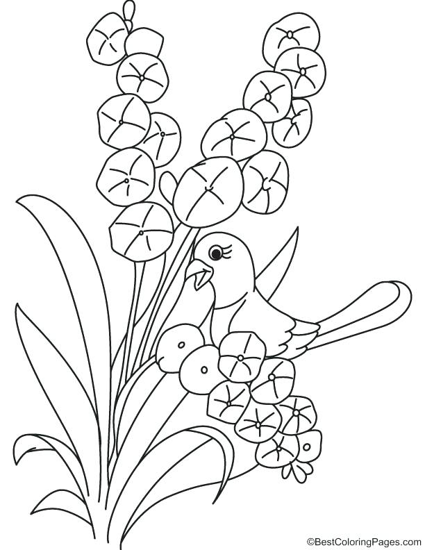 612x792 Orchid Coloring Pages Mockingbird And Beautiful Orchid Coloring