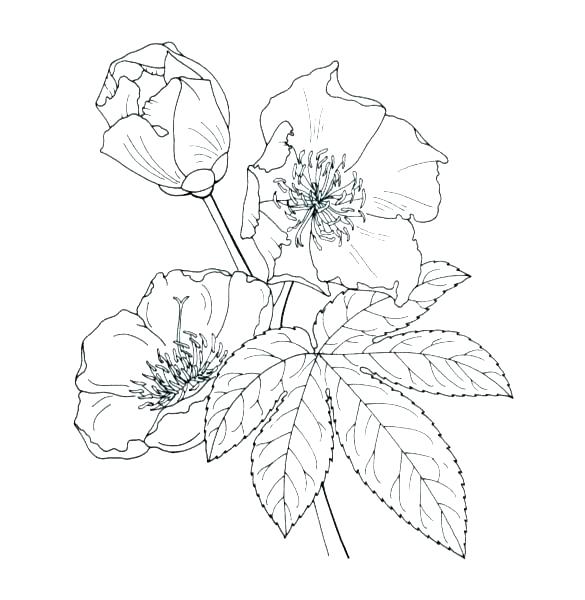 585x600 Orchid Coloring Pages Orchid Coloring Pages Coloring Pages Ideas