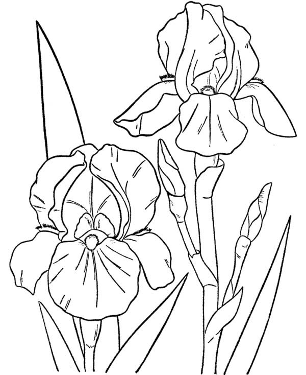 600x734 Orchid Flower Coloring Page Color Luna