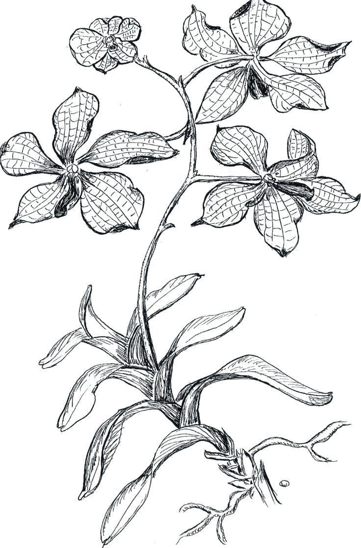736x1119 Orchid Flower Coloring Pages Collection Coloring For Kids
