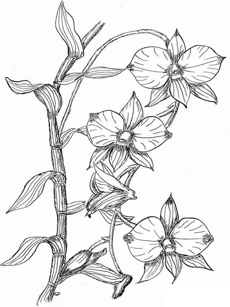750x1000 Orchid Coloring Pages Download And Print Orchid Coloring Pages