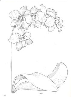 236x323 Printable Orchid Coloring Page Free Pdf Download