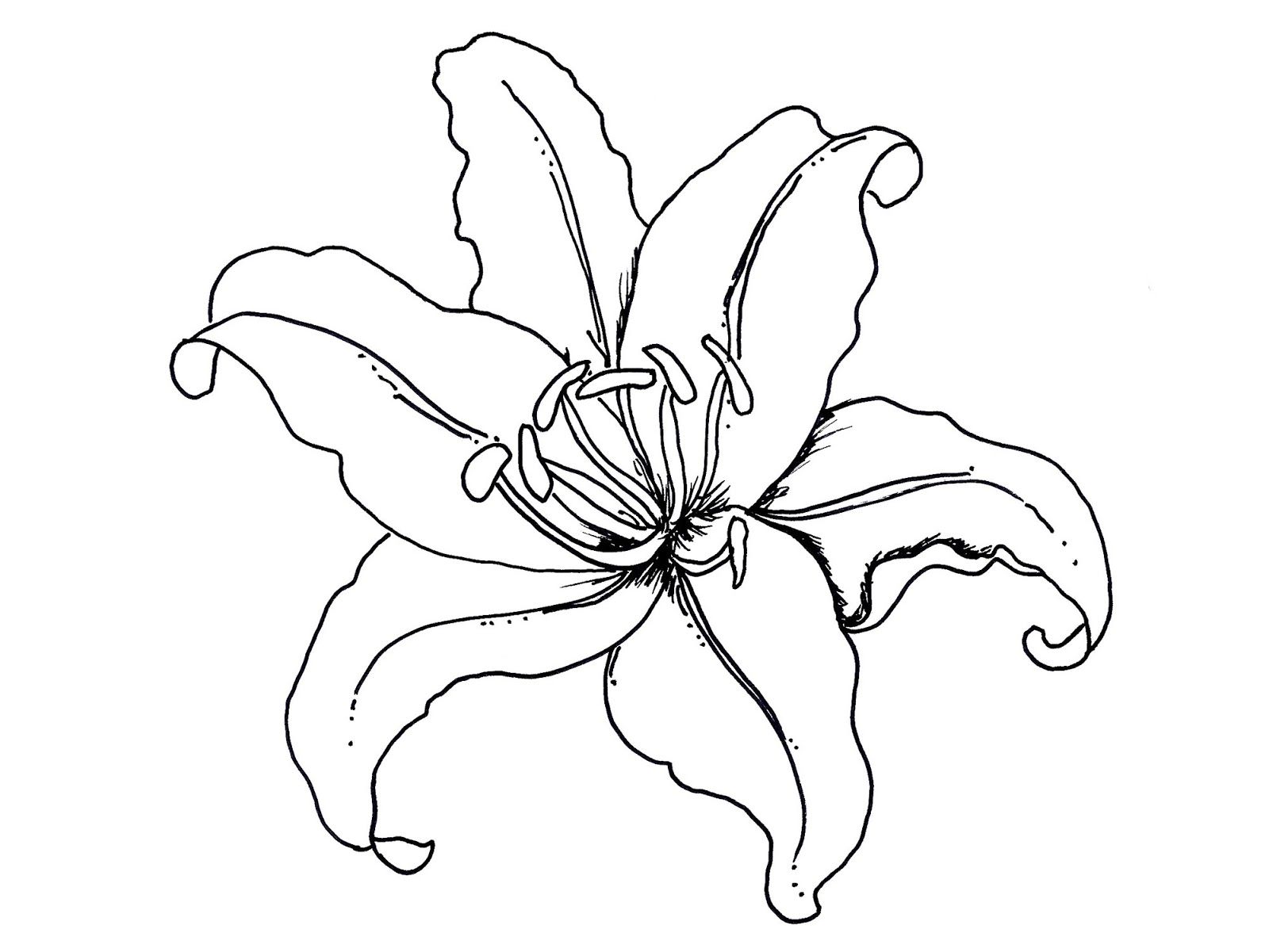 Orchid Flower Coloring Pages at GetDrawings | Free download
