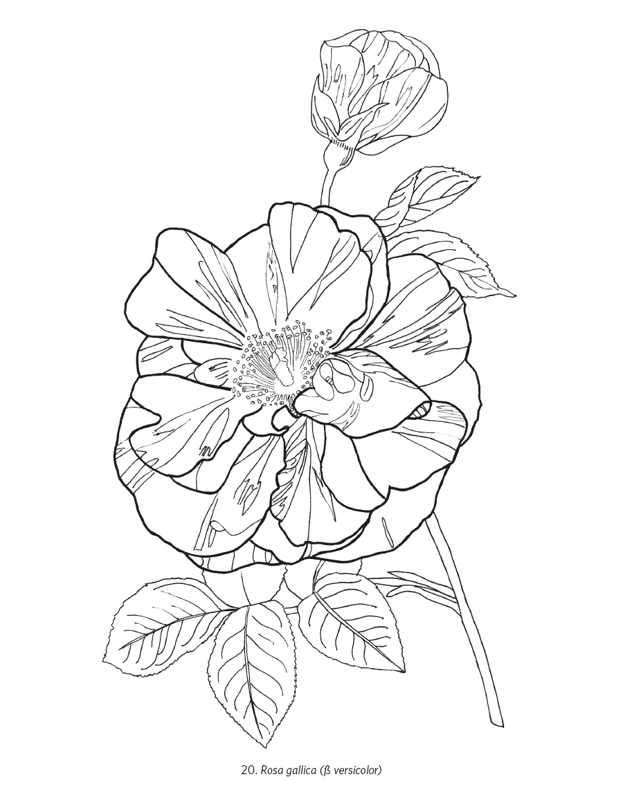 900x1165 Gousicteco Orchid Coloring Page Images