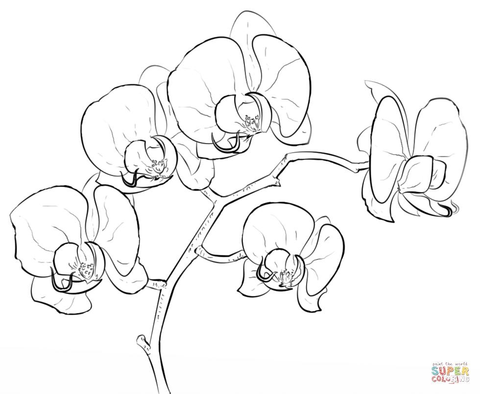 980x804 Fresh Orchid Flower Coloring Sheet Gallery Printable Coloring Sheet