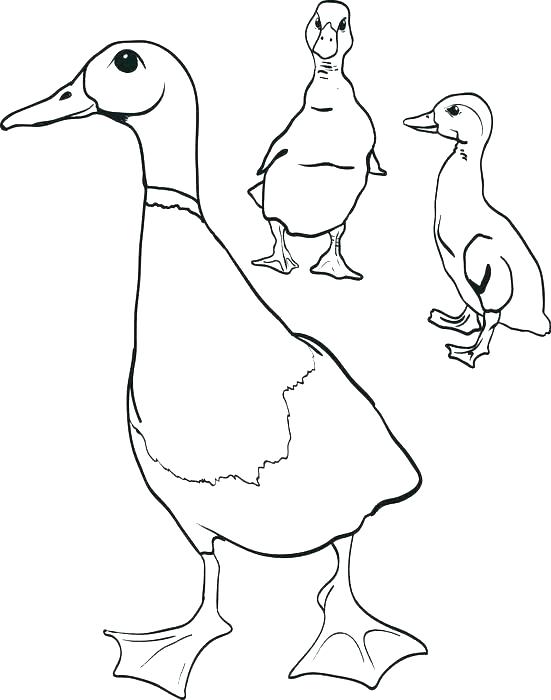 551x700 Ducks Coloring Page Picture Oregon Ducks Mascot Coloring Pages