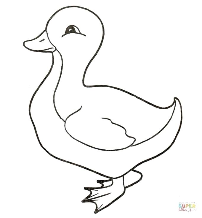 682x734 Ducks Coloring Page Duckling Oregon Ducks Coloring Pages
