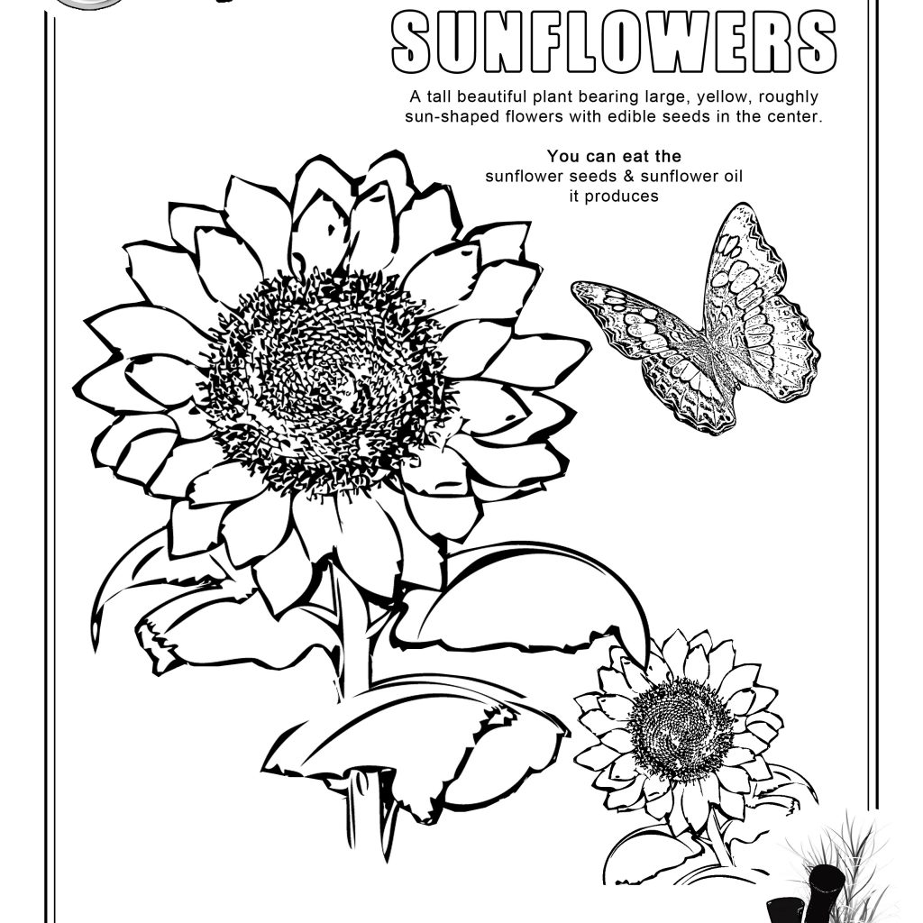 1024x1024 Coloring Page Sunflowers