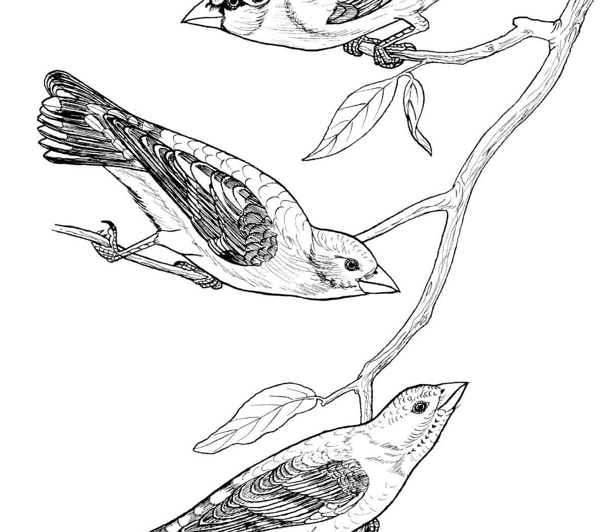 1200x1050 Osprey Bird Coloring Page Free Printable Weaver And Other Species