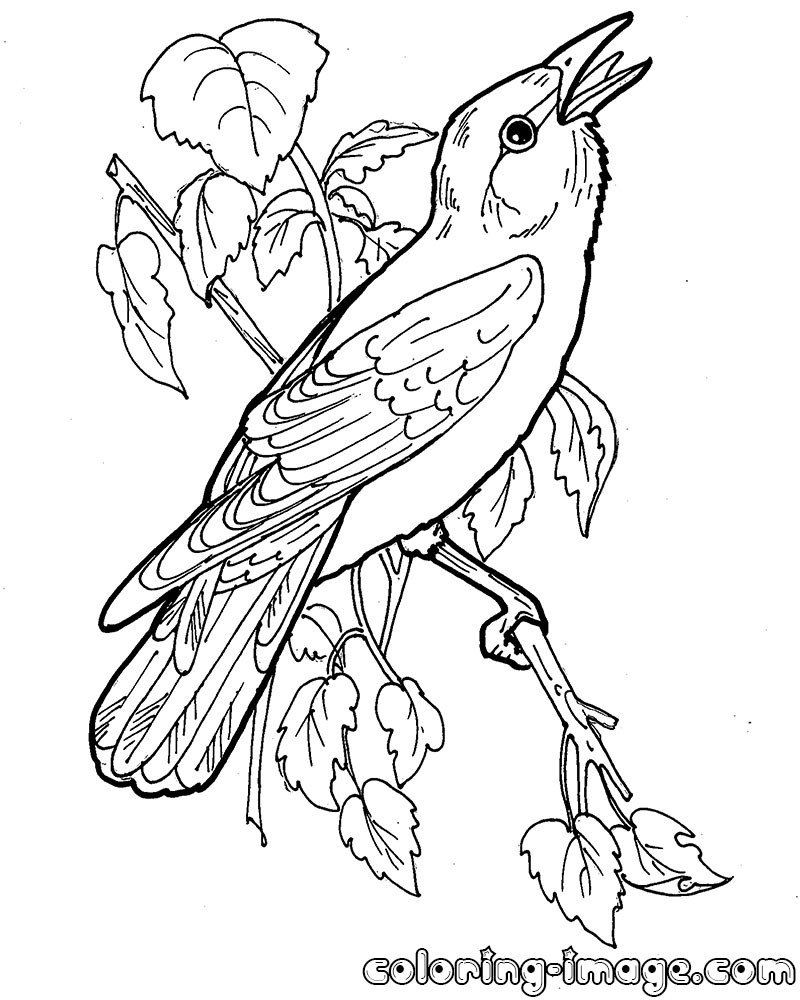 800x1000 Printable Bird Orioles Coloring Pages For Kids