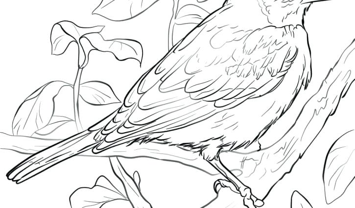 725x425 Baltimore Orioles Coloring Pages