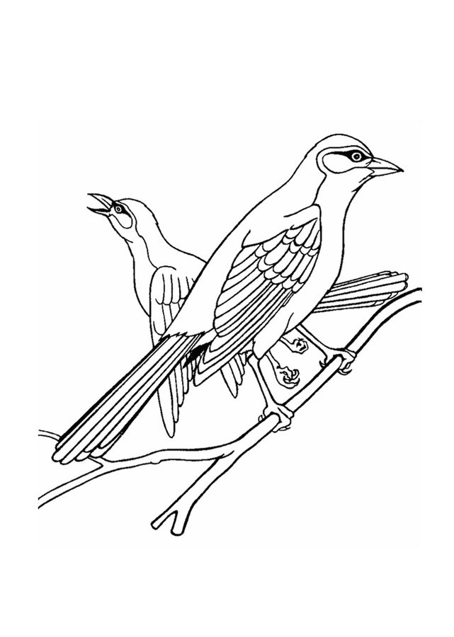 641x900 Coloring Pages Orioles, Printable For Kids Adults, Free