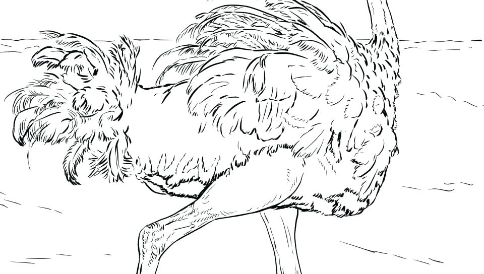 960x544 Ostrich Coloring Page Image Ostrich Coloring Page Best Ostrich