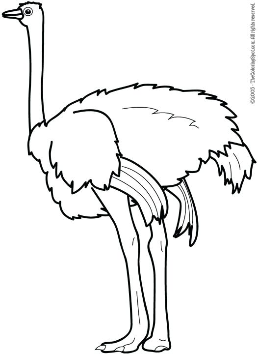 526x720 Ostrich Coloring Page Info Printable Ostrich Coloring Pages