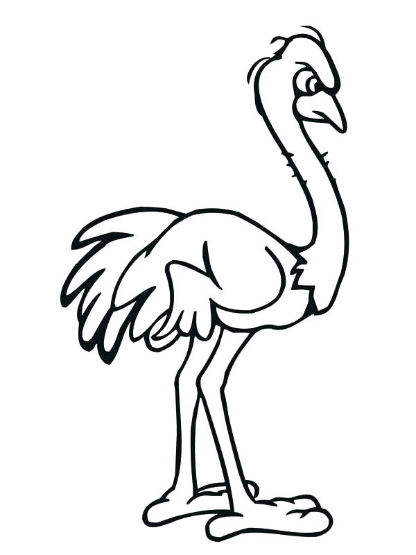 600x800 Ostrich Coloring Page Ostrich Coloring Page Angry Ostrich Coloring