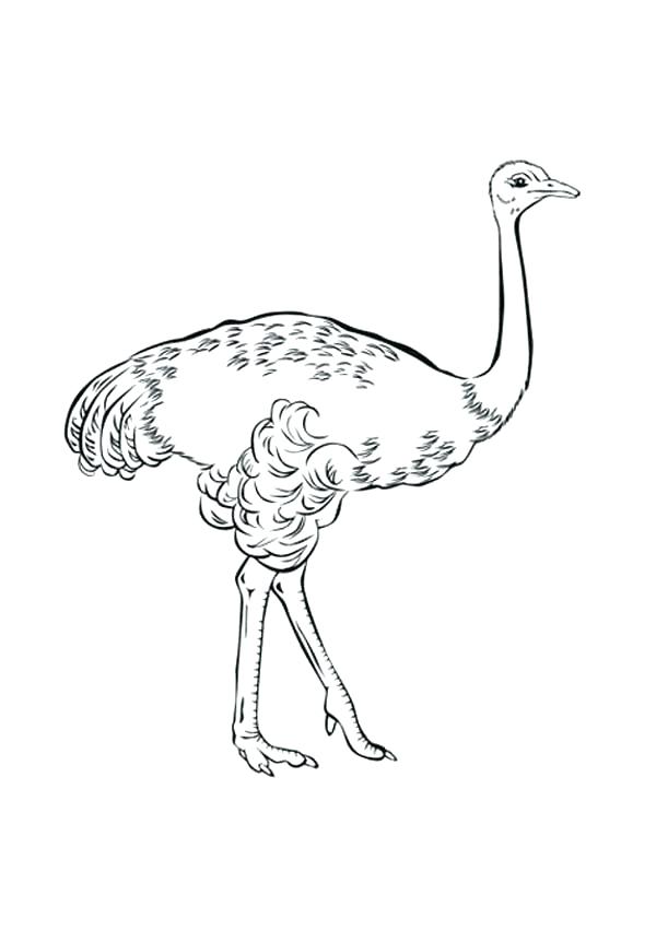 600x862 Ostrich Coloring Page Ostrich Coloring Page Ostrich Coloring Page