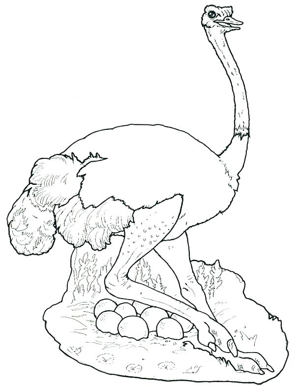 600x795 Ostrich Coloring Page Ostrich Hide Her Eggs Coloring Page