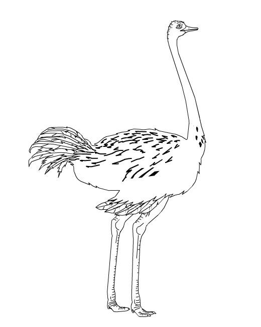 520x650 Ostrich Coloring Page For Kids