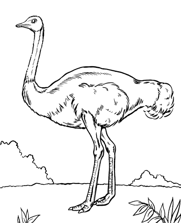 600x740 Ostrich Free Coloring Page To Print Or Download For Free