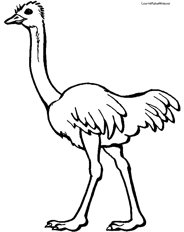 612x771 Ostrich Coloring Page Ostrich Coloring Pages