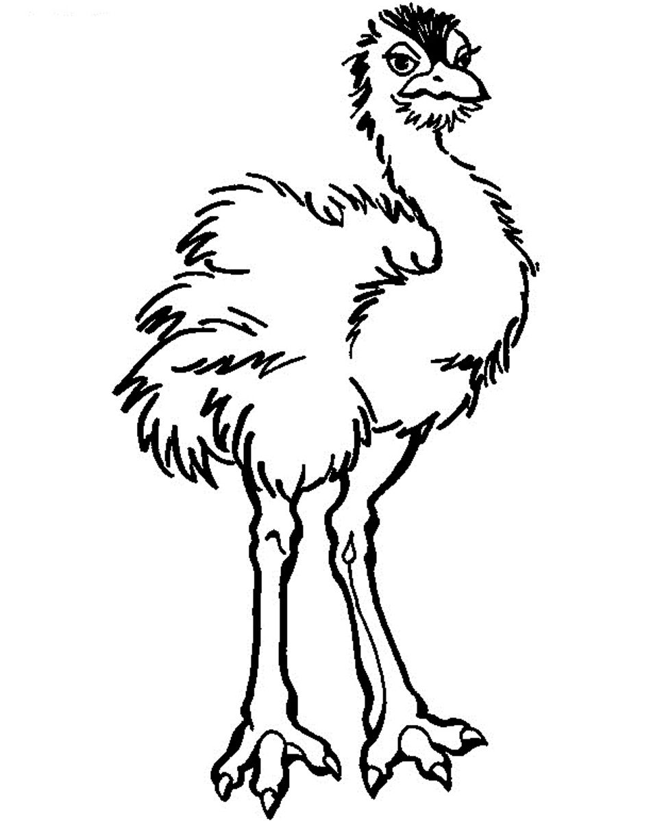 950x1197 Printable Ostrich Coloring Pages For Kids Ostrich Coloring Page